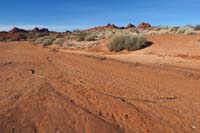 09-interesting_long_root_sticking_out_of_moist_sand,but_source_plant_not_obvious