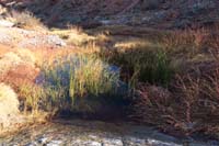 25-Charlie's_Spring-not_impressed_with_area-perhaps_due_to_winter_dormancy