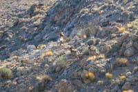 10-bighorn_sheep_running