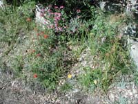 03-pretty_flowers_along_trail