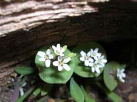 65-small_pretty_flowers