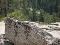 24-lizard_posing_for_a_picture