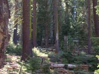 49-two_bear_cubs_playing