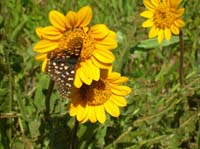 17-pretty_yellow_flowers_with_moth_on_one