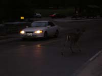38-deer_trying_to_cross_the_bridge
