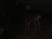 40-deer_trying_to_cross_the_bridge