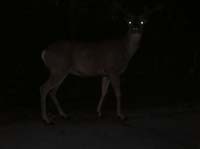 41-deer_trying_to_cross_the_bridge