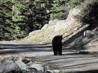 01-when_dropping_us_off_we_saw_a_bear_walking_away