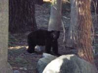 02-the_bear_even_stopped_to_look_at_us_then_disappeared