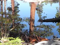 07-water_so_smooth_and_calm-reflection_of_trees_in_water