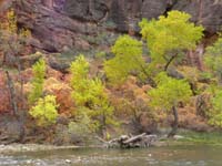 17-Fall_colors_along_river_at_Temple_of_Sinawava