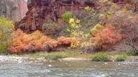 19-Fall_colors_along_river_at_Temple_of_Sinawava