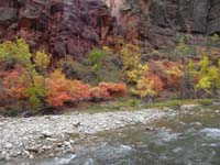 21-Fall_colors_along_river_at_Temple_of_Sinawava