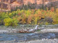 12-fall_colors_at_Big_Bend_along_Virgin_River