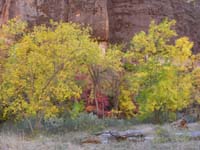 18-fall_colors_at_Temple_of_Sinawava