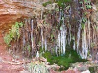 14-hanging_garden_and_icicles_at_Hidden-Menu_Fall