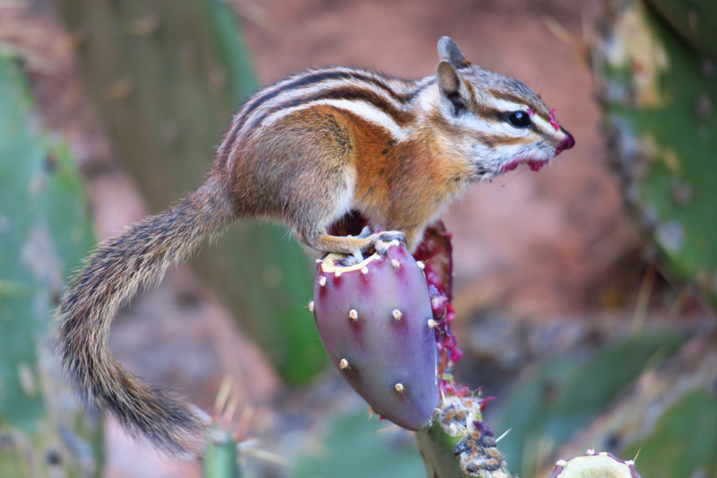 07-uinta_chipmunk_eating_a_prickly_pear