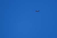 58-Mom_Condor_flying_around-Dad_died_over_month_ago_from_lead_poisoning_eating_lead_bullets_from_dead_deer