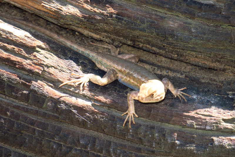 10-western_fence_lizard