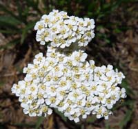 09-yarrow