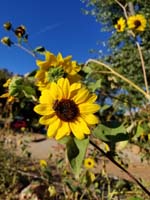 001-bee_enjoying_a_sunflower