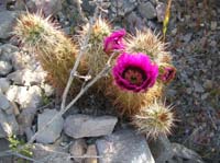 020-Hedgehog_Cactus_in_bloom