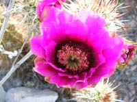 021-Hedgehog_Cactus_bloom