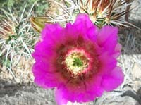 023-Hedgehog_Cactus_bloom