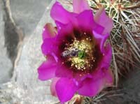 024-bee_like_a_kid_in_a_candy_store_enjoying_the_Hedgehog_Cactus_bloom