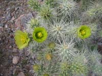 121-another_type_of_Cholla_in_bloom
