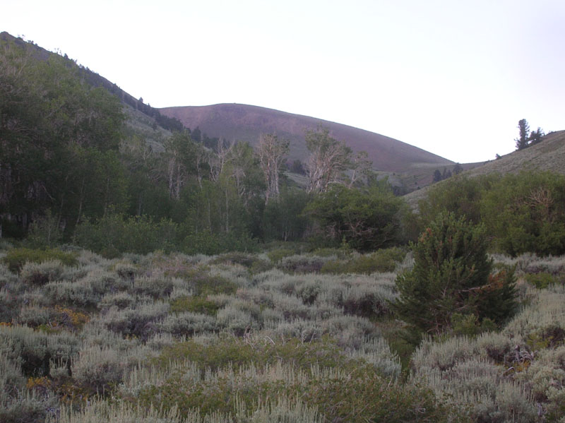 02-small_Aspen_grove_at_dawn