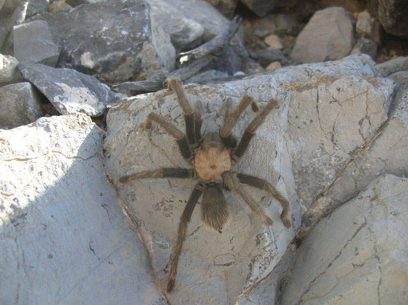 25-found_a_lone_tarantula