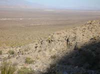 03-spotted_one_male_Bighorn_Sheep-staring_at_us_to_left_of_yucca_in_center_of_picture