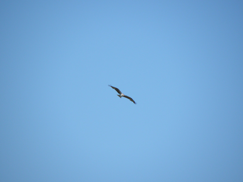 12-osprey_flying_around