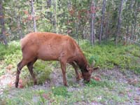 01-elk_on_side_of_road