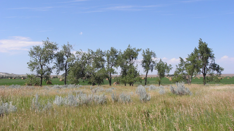 37-cottonwood_tress