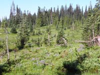 18-lots_of_wildflowers_mixed_within_forest-neat_meadow