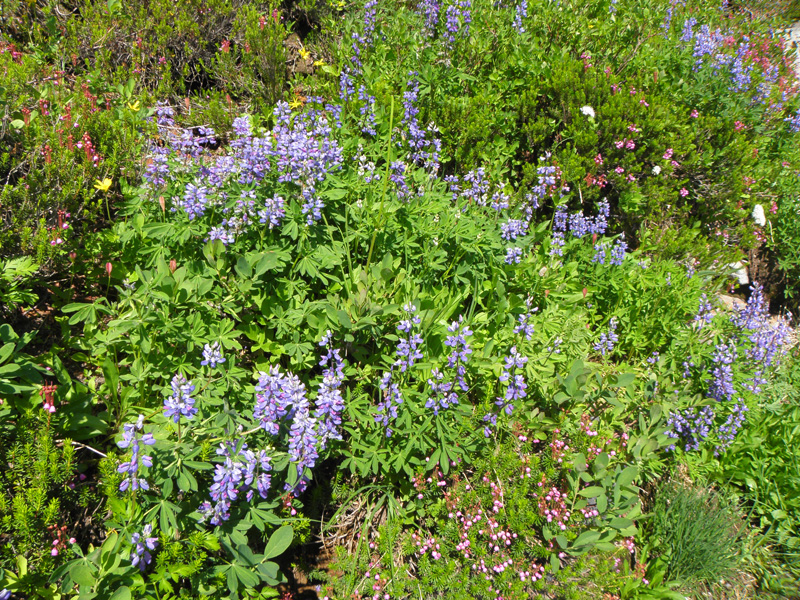 05-closer_view_of_wildflowers
