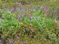 41-pretty_wildflowers
