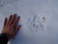 52-big_mountain_lion_track_in_snow-my_hand_for_reference