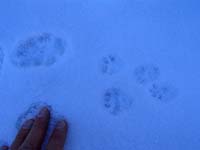 65-more_animal_tracks_in_the_snow-this_one_stood_in_place