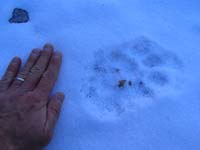 67-my_hand_for_reference-mountain_lion_walked_in_same_track