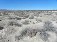 18-desert_scenery_looking_west_with_cactus-we_turned_around_heading_back_to_car