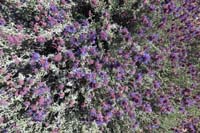 03-Mojave_Sage_in_bloom