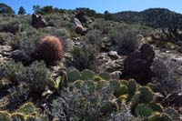 07-neat_desert_cacti_scenery