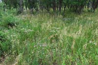 10-nice_fields_of_wildflowers