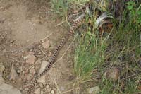 11-snake_crossing_trail