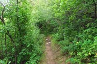 19-lush_canopy_of_vegetation-very_neat