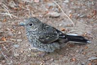 22-bird_sitting_in_middle_of_trail
