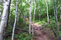 27-cool_a_deer_on_the_trail